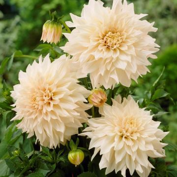 Dahlia Cafe au Lait Dahlia Cafe au Lait