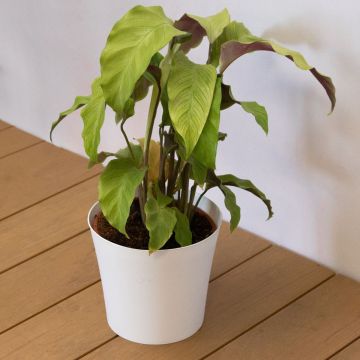 Calathea Fusion Yellow