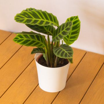 Calathea Zebrina - Prayer Plant - Zebra Plant