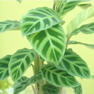 Calathea Zebrina - Prayer Plant - Zebra Plant