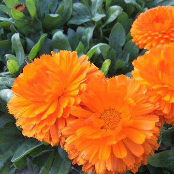 English Marigold - Calendula officinalis 'Orange King'