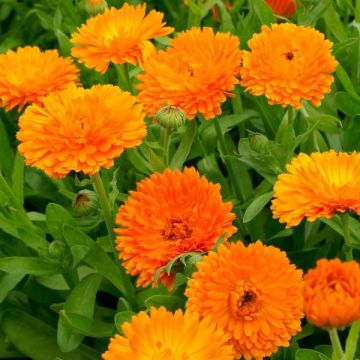 Calendula Orange - Pot Marigold - Pack of SIX Plants