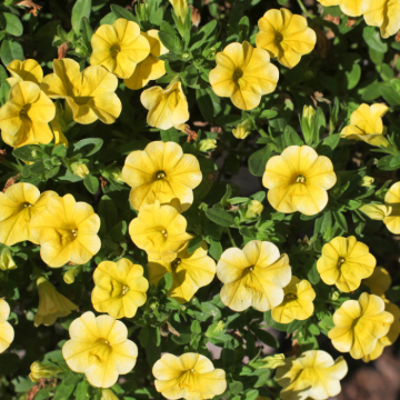 Calibrachoa Lia Yellow Imp Calibrachoa Lia Yellow Imp