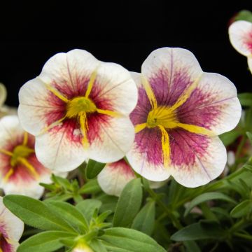 Calibrachoa Mini Petunia - Cappuccino