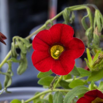 Calibrachoa Mini Petunia - Scarlet