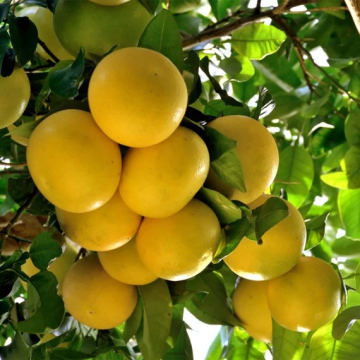 GIANT Tuscan Citrus Tree - Pompelmo - Grapefruit Tree XXXL - Large Specimen circa 150-190cm