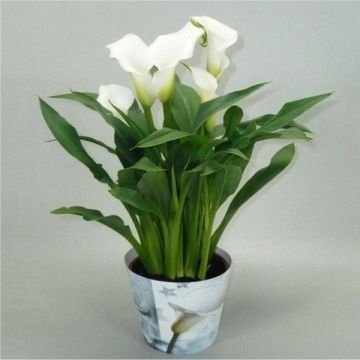 Beautiful White Calla Lily in Bud