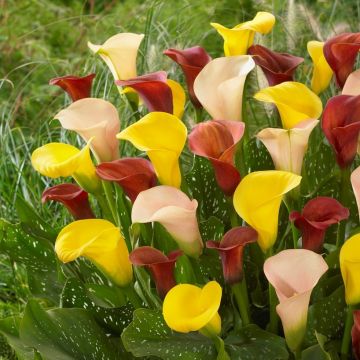 Zantedeschia - Calla Lily -  Mixed