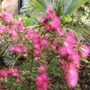 Calliandra Dixie Pink - Surinam Powder Puff Tree