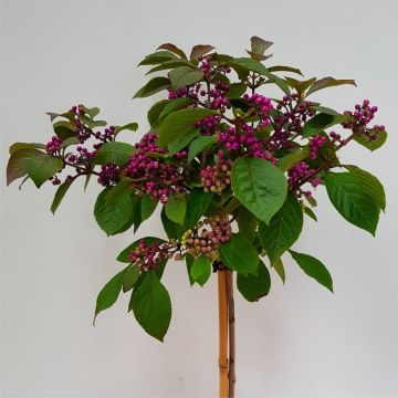 Callicarpa bodinieri Autumn Glory - Large 150cm Standard Tree