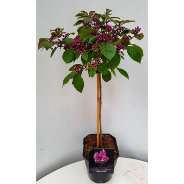 Callicarpa bodinieri Profusion - Patio Standard Tree