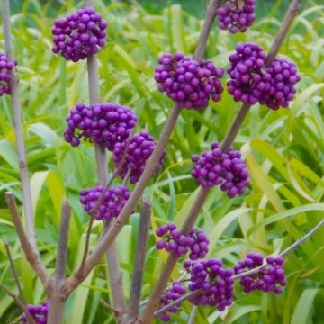 Callicarpa 'Profusion' - Beauty Berry - Covered in Berries