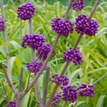 Callicarpa 'Profusion' - Beauty Berry - Purple Berries