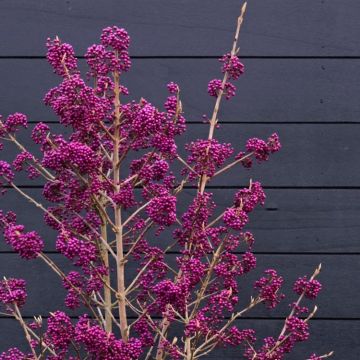 Callicarpa Magical Deep Purple