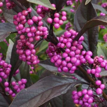 Callicarpa Pearl Glam Beauty Berry 