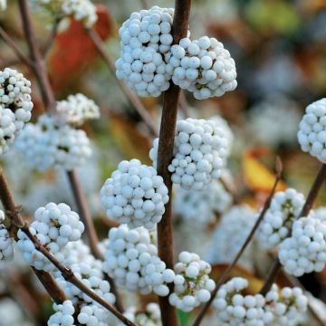 Callicarpa bodinieri Magical Snow Queen - White Snowstar Beauty Berry