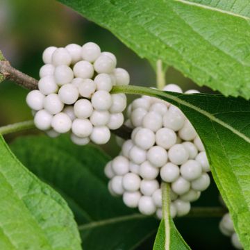 Callicarpa japonica 'Leucocarpa'