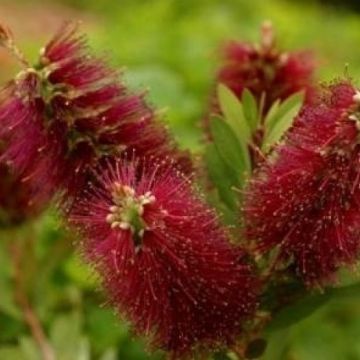 Callistemon Burgundy - Bottlebrush