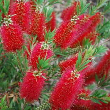 Callistemon rigidus