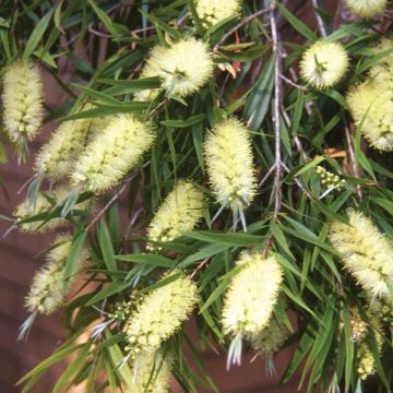 Callistemon sieberi Widdicomb Gem - Yellow Bottlebrush