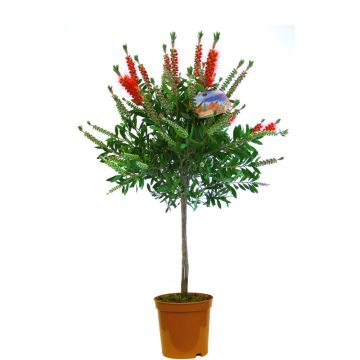 Callistemon Standard - Red Australian Bottle Brush - Patio Tree 90-110cm