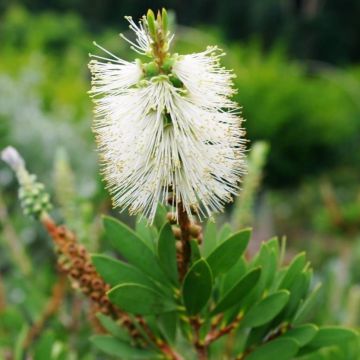 Callistemon White Anzac - Rare White Snow Flowering Australian Bottlebrush shrubs