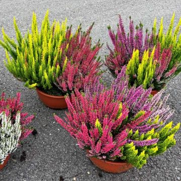 LARGE Multi-Colour Calluna - Beautiful Multicolour Mix Heather Planter