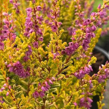 Heather Plant - Calluna 'Firefly'