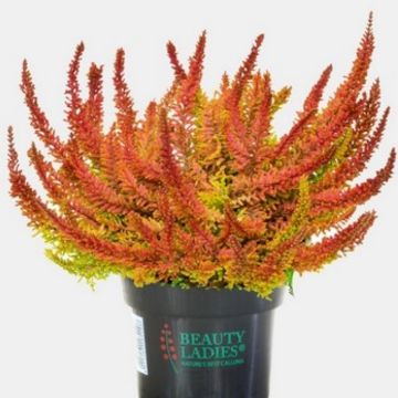 Seastar Heather Plant - Calluna vulgaris Seastar
