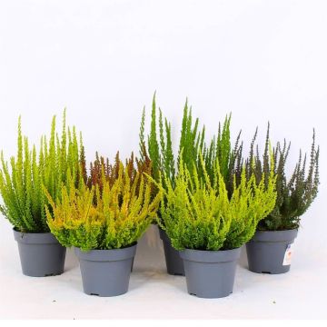 Heather Plant Collection - Calluna vulgaris Skyline Series - Pack of FIVE assorted plants