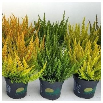 Heather Plant Collection - Calluna vulgaris Skyline Series - Pack of FIVE assorted plants