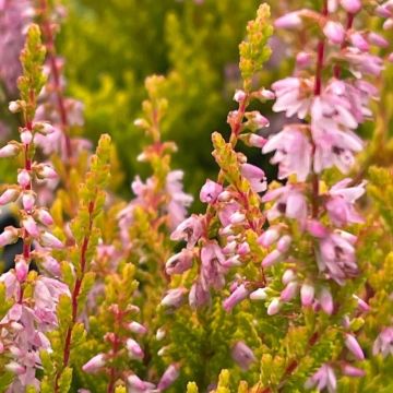 Heather Plant - Calluna 'Winter Chocolate'