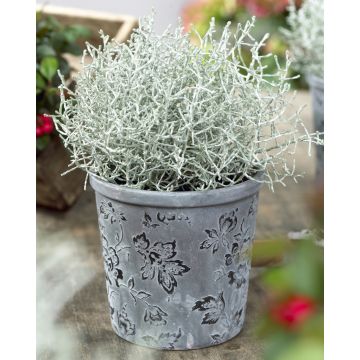 Calocephalus (Leucophyta) brownii - Silver foliage plants - Perfect for Seasonal Planters - Pack of THREE