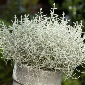 Calocephalus brownii - LARGE Silver Threads Plant