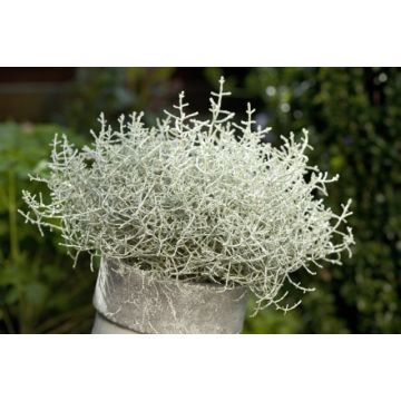 Calocephalus (Leucophyta) brownii - Silver Threads Plant