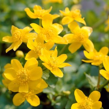 Caltha palustris - Marsh Marigold