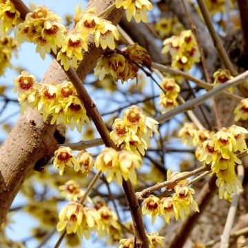 Chimonanthus Praecox - Wintersweet Calycanthus - LARGE