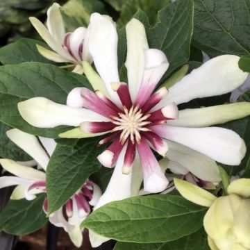 Calycanthus Venus - Carolina allspice