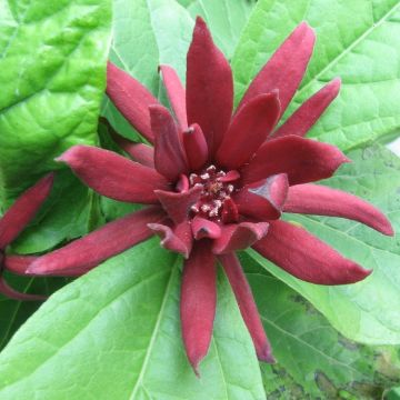 Calycanthus floridus - Carolina Allspice