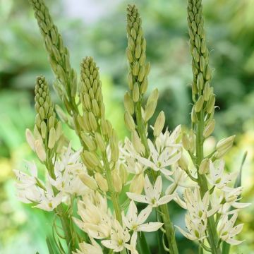 Camassia Leichtlinii Alba - Pack of FIVE Bulbs