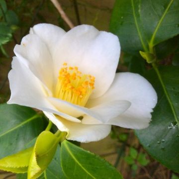 Camellia japonica Alba Simplex