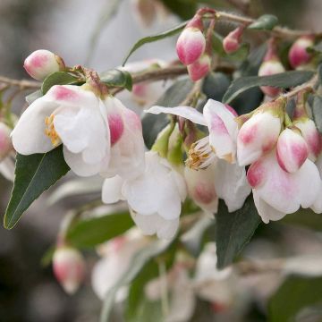 Camellia japonica 'Beauty Blush' ®