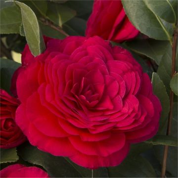 Camellia japonica Bella Rossa - Dark Red Double Evergreen Camellia
