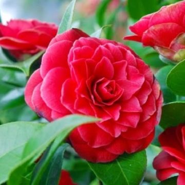 Camellia japonica 'Black Lace'
