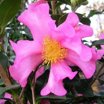 Camellia sasanqua Cleopatra