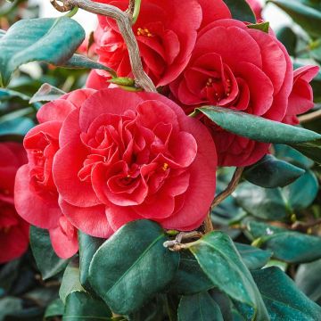 Camellia japonica 'Curly Lady'