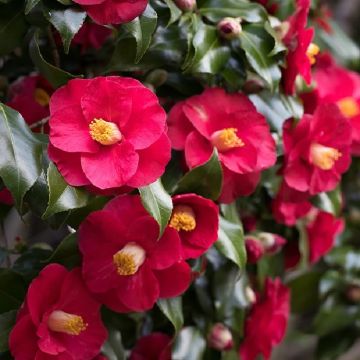 Camellia japonica Dr King - Semi-Double Red Camellia