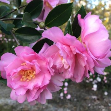 Camellia japonica Fragrant Pink