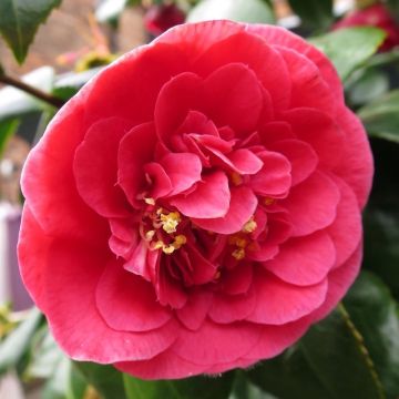 Camellia japonica Dr Burnside