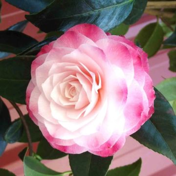 Camellia japonica Nuccios Pearl